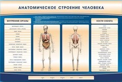 Электрифицированный стенд-тренажер c макетом скелета "Анатомическое строение человека" - fgospostavki.ru - Шумерля