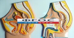 Модель барельефная "Таз мужской и таз женский" - fgospostavki.ru - Шумерля