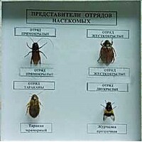 Коллекция энтомологическая "Представители отряда насекомых" - fgospostavki.ru - Шумерля