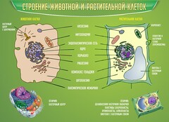 Стенд "Строение животной и растительной клеток" - fgospostavki.ru - Шумерля
