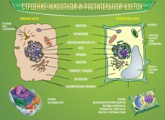  Биология - fgospostavki.ru - Шумерля