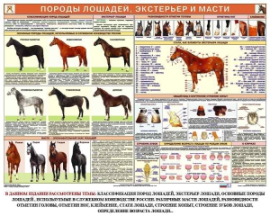 Комплект плакатов "Служебное коневодство" - fgospostavki.ru - Шумерля