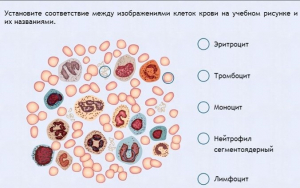 Интерактивные курсы. Биология 11 класс. Расширенный. - fgospostavki.ru - Шумерля