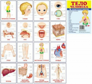 Раздаточные карточки "Тело человека" - fgospostavki.ru - Шумерля
