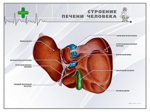 Стенд "Строение печени человека" - fgospostavki.ru - Шумерля