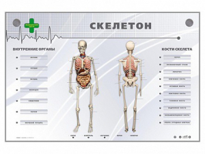 Электрифицированный стенд-тренажер "Скелетон" - fgospostavki.ru - Шумерля