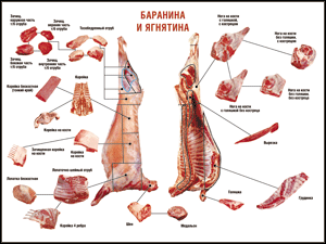 Таблица "Правила разделки мясных туш. Баранина и ягнятина" (100х140 сантиметров, винил) - fgospostavki.ru - Шумерля