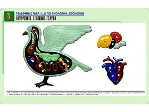 Рельефная таблица "Внутреннее строение голубя" (формат А1, матовое ламинирование) - fgospostavki.ru - Шумерля