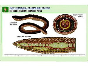 Рельефная таблица "Внутреннее строение дождевого червя" (формат А1, матовое ламинирование) - fgospostavki.ru - Шумерля