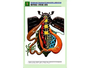 Рельефная таблица "Внутреннее строение жука" (формат А1, матовое ламинирование) - fgospostavki.ru - Шумерля