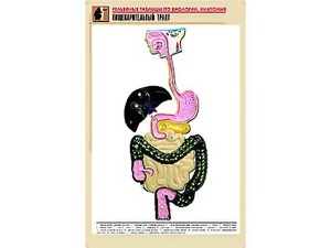Рельефная таблица "Пищеварительный тракт" (формат А1, матовое ламинирование) - fgospostavki.ru - Шумерля