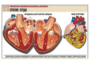Рельефная таблица "Строение сердца" (формат А1, матовое ламинирование) - fgospostavki.ru - Шумерля