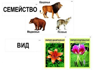 Модель-аппликация "Классификация растений и животных" (ламинированная) - fgospostavki.ru - Шумерля