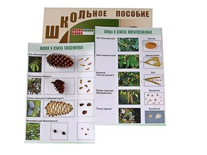 Коллекция "Шишки, плоды, семена деревьев и кустарников" - fgospostavki.ru - Шумерля