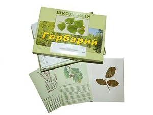 Гербарий "Дикорастущие растения" (30 видов, с иллюстрациями) - fgospostavki.ru - Шумерля