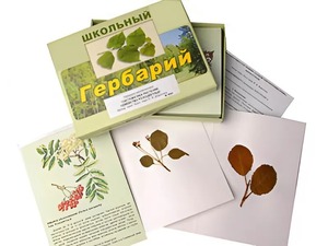 Гербарий "Систематика растений. Семейство Розоцветные" (раздаточный) - fgospostavki.ru - Шумерля