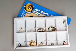 Коллекция "Раковины моллюсков" - fgospostavki.ru - Шумерля