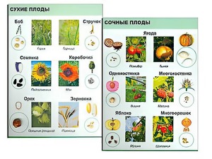 Коллекция "Семена и плоды" - fgospostavki.ru - Шумерля