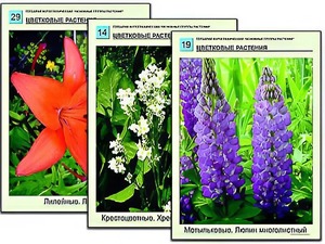 Гербарий фотографический "Основные группы растений" - fgospostavki.ru - Шумерля