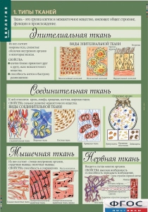 Комплект таблиц. Биология 8-9 класс. Человек. - fgospostavki.ru - Шумерля