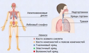 Интерактивные курсы. Биология 9 класс. Базовый. - fgospostavki.ru - Шумерля