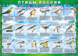 Комплект таблиц "Птицы России (4 листа)" (100х140 сантиметров, винил) - fgospostavki.ru - Шумерля