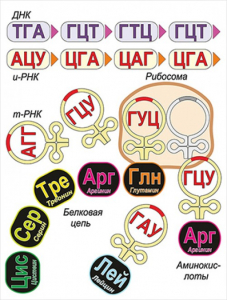 Модель-аппликация Биосинтез белка - fgospostavki.ru - Шумерля