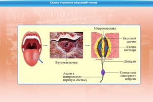 Интерактивные курсы. Биология 10 класс. Базовый. - fgospostavki.ru - Шумерля