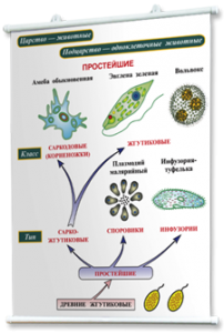 Плакаты по биологии для оформления кабинета. - fgospostavki.ru - Шумерля