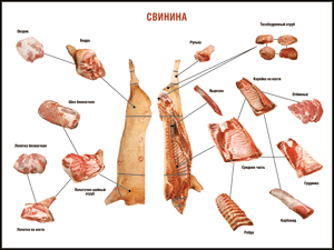 Таблица "Правила разделки мясных туш. Свинина" (100х140 сантиметров. винил) - fgospostavki.ru - Шумерля