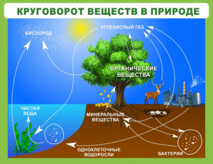 Стенд "Круговорот веществ" - fgospostavki.ru - Шумерля
