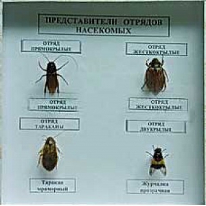 Коллекция энтомологическая "Представители отряда насекомых" - fgospostavki.ru - Шумерля