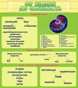 Стенд "От клетки до организма" - fgospostavki.ru - Шумерля