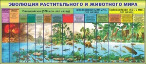 Стенд "Эволюция растительного и животного мира" - fgospostavki.ru - Шумерля