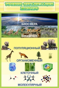 Стенд "Уровни организации живого" - fgospostavki.ru - Шумерля