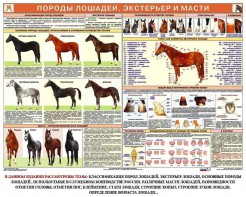 Комплект плакатов "Служебное коневодство" - fgospostavki.ru - Шумерля