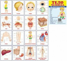 Раздаточные карточки "Тело человека" - fgospostavki.ru - Шумерля
