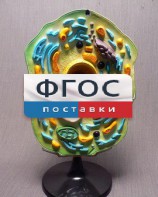 Модель "Клетка растения" - fgospostavki.ru - Шумерля