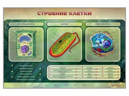 Электрифицированный стенд "Строение клетки" с маркерными полями - fgospostavki.ru - Шумерля