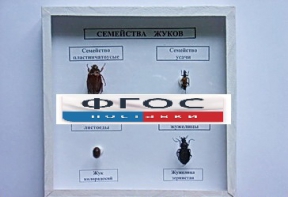 Коллекция "Семейство жуков" - fgospostavki.ru - Шумерля
