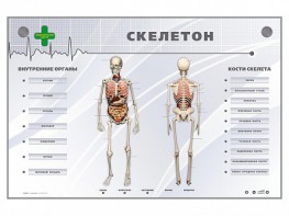 Электрифицированный стенд-тренажер "Скелетон" - fgospostavki.ru - Шумерля