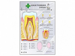 Электрифицированный стенд "Анатомия зуба" - fgospostavki.ru - Шумерля