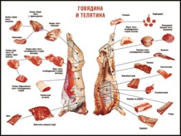 Таблица "Правила разделки мясных туш. Говядина и телятина" (100х140 сантиметров, винил) - fgospostavki.ru - Шумерля