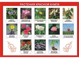 Таблица демонстрационная "Растения Красной книги" (винил 100*140) - fgospostavki.ru - Шумерля