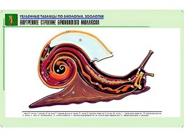 Рельефная таблица "Внутреннее строение брюхоногого моллюска" (формат А1, матовое ламинирование) - fgospostavki.ru - Шумерля