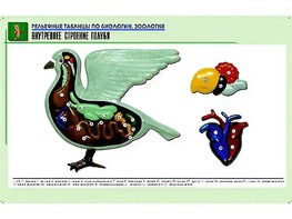 Рельефная таблица "Внутреннее строение голубя" (формат А1, матовое ламинирование) - fgospostavki.ru - Шумерля