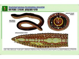 Рельефная таблица "Внутреннее строение дождевого червя" (формат А1, матовое ламинирование) - fgospostavki.ru - Шумерля
