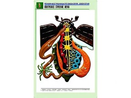 Рельефная таблица "Внутреннее строение жука" (формат А1, матовое ламинирование) - fgospostavki.ru - Шумерля