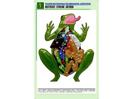 Рельефная таблица "Внутреннее строение лягушки" (формат А1, матовое ламинирование) - fgospostavki.ru - Шумерля