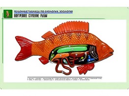 Рельефная таблица "Внутреннее строение рыбы" (формат А1, матовое ламинирование) - fgospostavki.ru - Шумерля